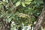 IMG 9955