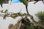 IMG 9958
